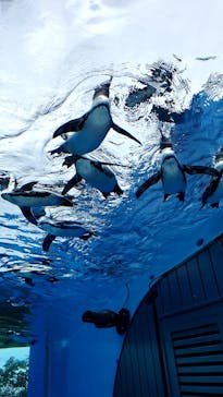 サンシャイン水族館に投稿された画像（2020/9/10）