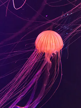 すみだ水族館に投稿された画像（2020/9/10）