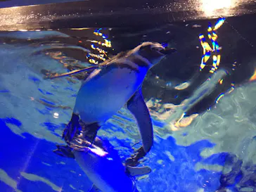 すみだ水族館に投稿された画像（2020/9/10）