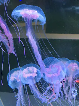 すみだ水族館に投稿された画像（2020/9/10）