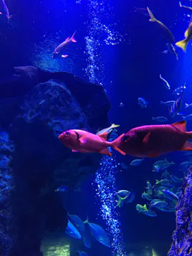 すみだ水族館に投稿された画像（2020/9/10）