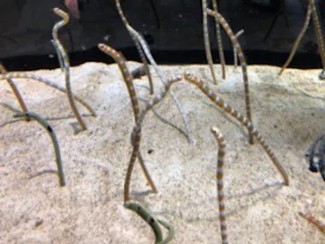 すみだ水族館に投稿された画像（2020/9/10）