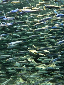 サンシャイン水族館に投稿された画像（2020/9/10）