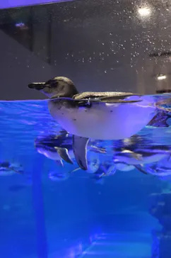 すみだ水族館に投稿された画像（2020/9/10）