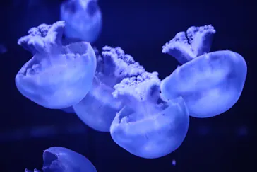 すみだ水族館に投稿された画像（2020/9/10）