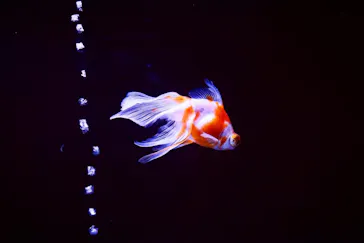 すみだ水族館に投稿された画像（2020/9/10）