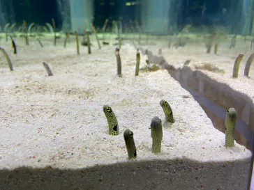 すみだ水族館に投稿された画像（2020/9/10）