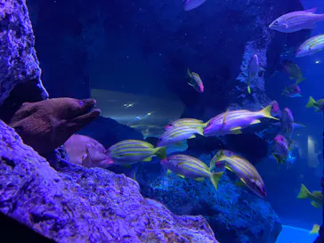 すみだ水族館に投稿された画像（2020/9/10）