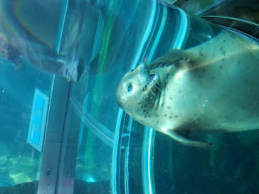 旭川市旭山動物園に投稿された画像（2020/9/10）