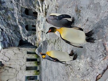 旭川市旭山動物園に投稿された画像（2020/9/10）