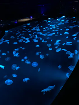 すみだ水族館に投稿された画像（2020/9/11）