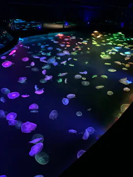 すみだ水族館に投稿された画像（2020/9/11）