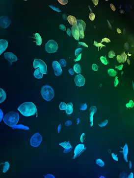 すみだ水族館に投稿された画像（2020/9/11）