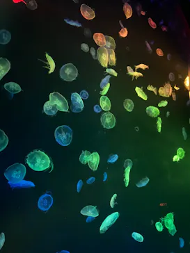 すみだ水族館に投稿された画像（2020/9/11）