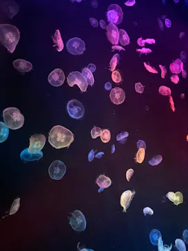 すみだ水族館に投稿された画像（2020/9/11）