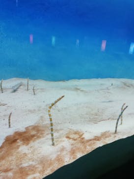 大分マリーンパレス水族館 「うみたまご」に投稿された画像（2020/9/11）