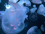 京都水族館に投稿された画像（2020/9/11）