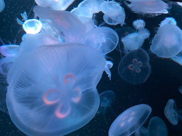 京都水族館に投稿された画像（2020/9/11）