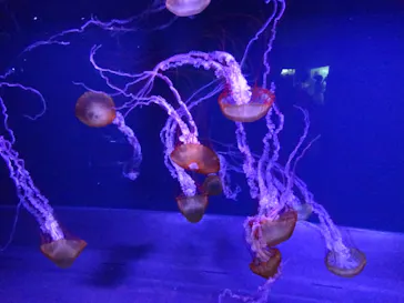 すみだ水族館に投稿された画像（2020/9/11）