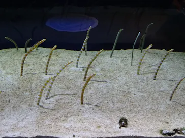 すみだ水族館に投稿された画像（2020/9/11）