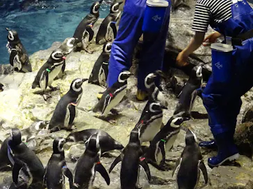 すみだ水族館に投稿された画像（2020/9/11）