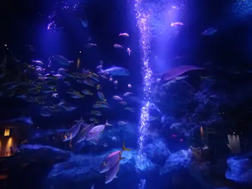 すみだ水族館に投稿された画像（2020/9/11）