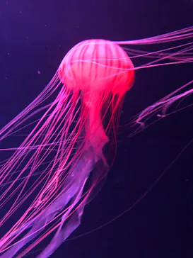 すみだ水族館に投稿された画像（2020/9/11）