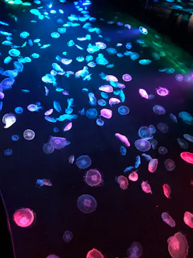 すみだ水族館に投稿された画像（2020/9/11）