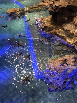 すみだ水族館に投稿された画像（2020/9/11）