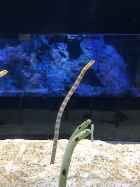 すみだ水族館に投稿された画像（2020/9/11）