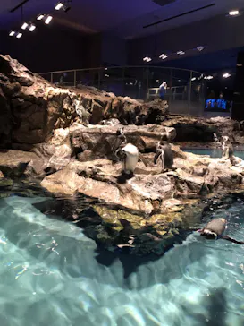 すみだ水族館に投稿された画像（2020/9/11）