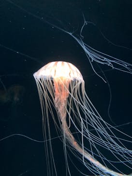 サンシャイン水族館に投稿された画像（2020/9/11）