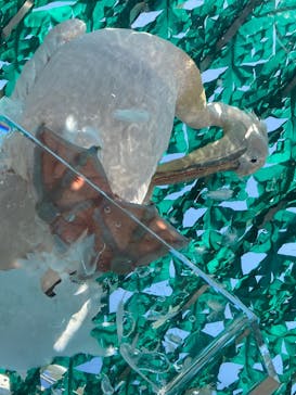 サンシャイン水族館に投稿された画像（2020/9/11）