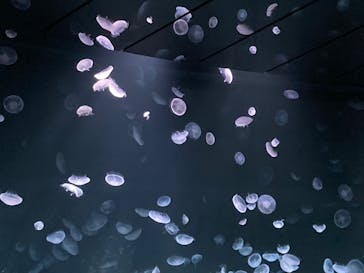 サンシャイン水族館に投稿された画像（2020/9/11）