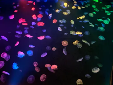 すみだ水族館に投稿された画像（2020/9/11）