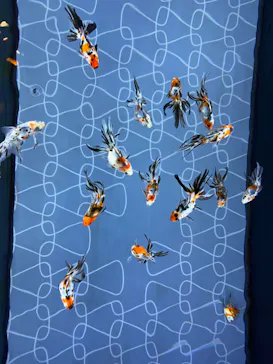 すみだ水族館に投稿された画像（2020/9/11）