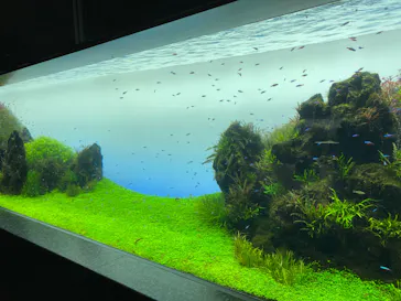 すみだ水族館に投稿された画像（2020/9/11）