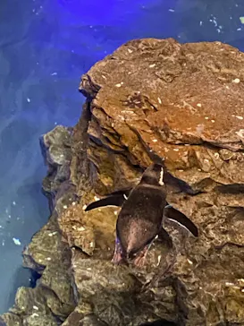 すみだ水族館に投稿された画像（2020/9/11）