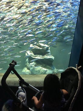 サンシャイン水族館に投稿された画像（2020/9/11）