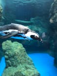 京都水族館に投稿された画像（2020/9/11）