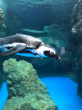 京都水族館に投稿された画像（2020/9/11）