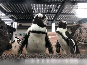 京都水族館に投稿された画像（2020/9/11）