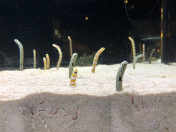 京都水族館に投稿された画像（2020/9/11）