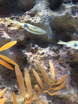 サンシャイン水族館に投稿された画像（2020/9/11）