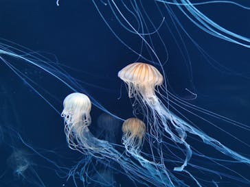 サンシャイン水族館に投稿された画像（2020/9/11）