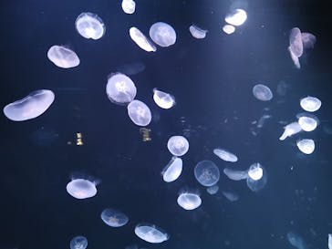 サンシャイン水族館に投稿された画像（2020/9/11）