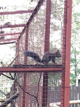 のぼりべつクマ牧場に投稿された画像（2020/9/11）