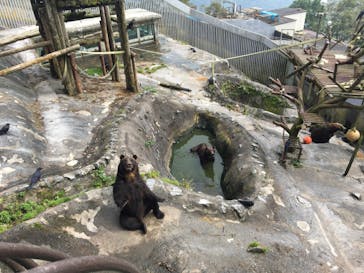 のぼりべつクマ牧場に投稿された画像（2020/9/11）