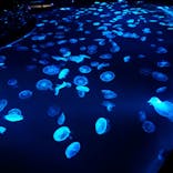 すみだ水族館に投稿された画像（2020/9/11）