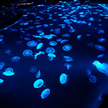 すみだ水族館に投稿された画像（2020/9/11）